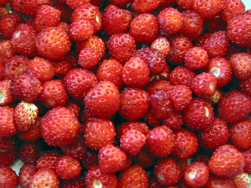 Земляника лесная