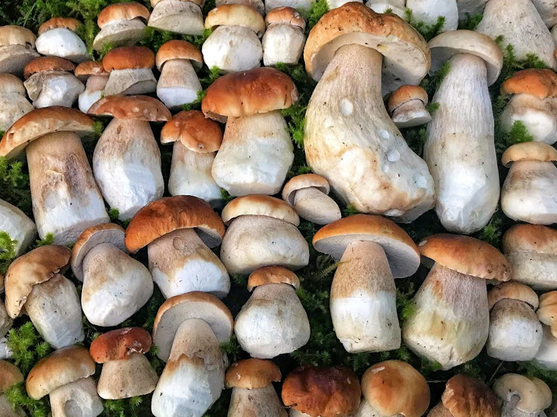 Грибы белые