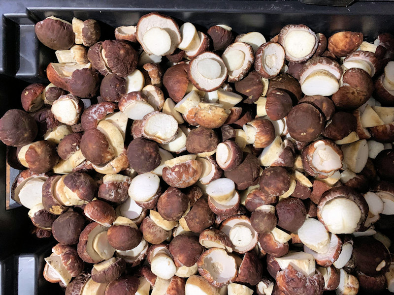 Грибы белые