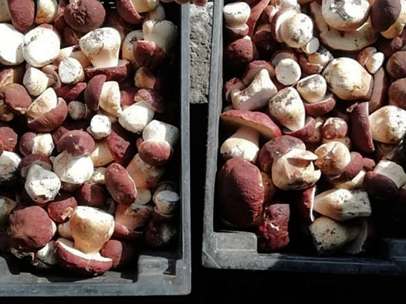 Грибы белые