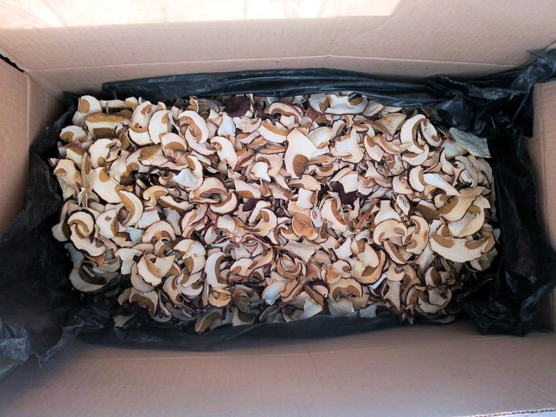 Грибы белые