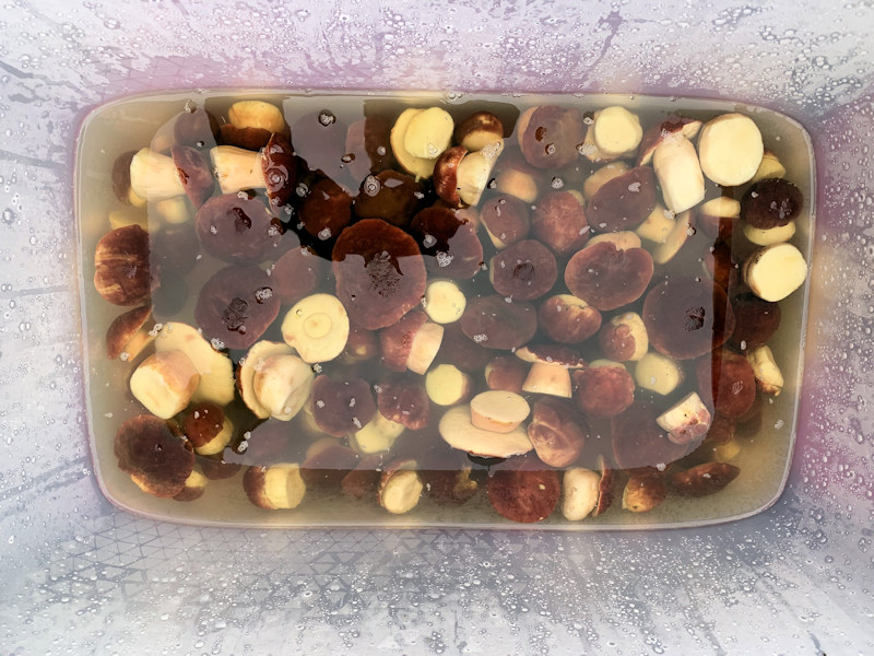 Грибы белые