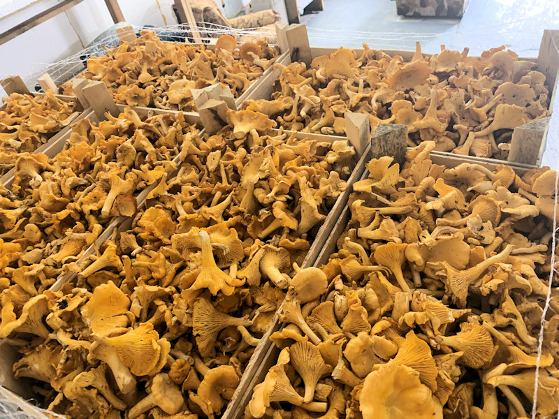 Грибы лисички