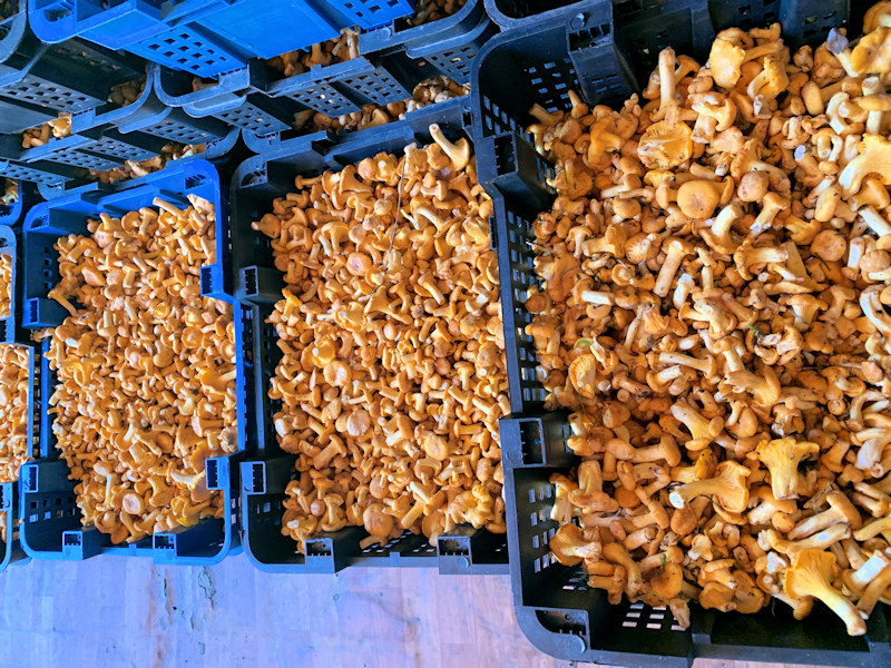 Грибы лисички