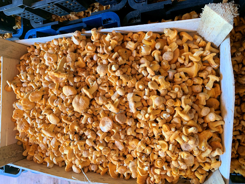 Грибы лисички