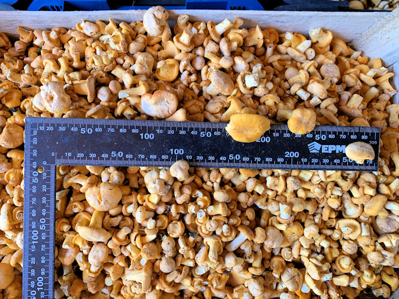 Грибы лисички