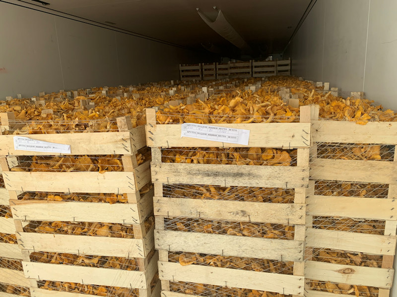 Грибы лисички